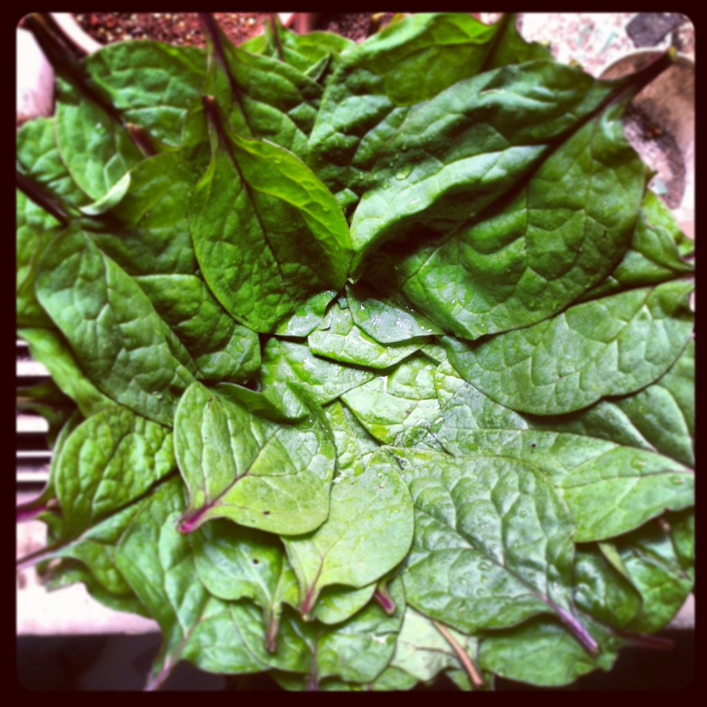 Malabar spinach Magic Marinade